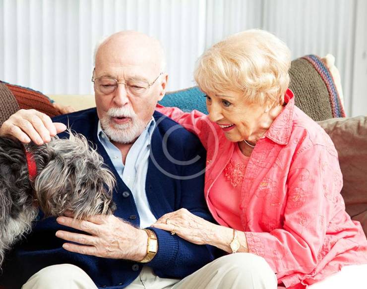 Animal Care and Control