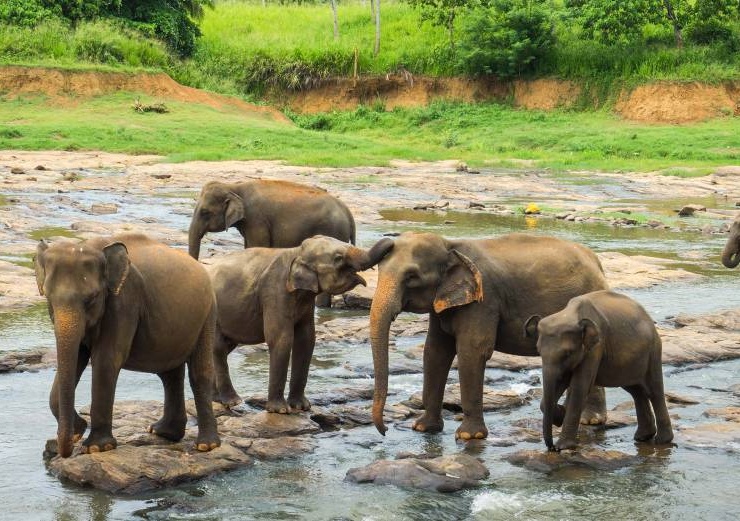 Encounter the wildlife in Sri Lanka