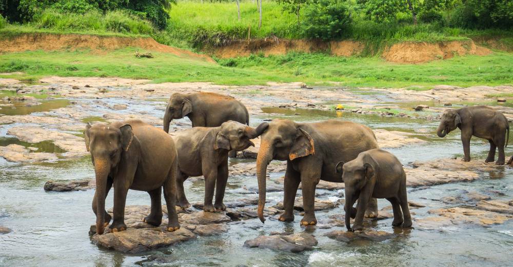 Encounter the wildlife in Sri Lanka