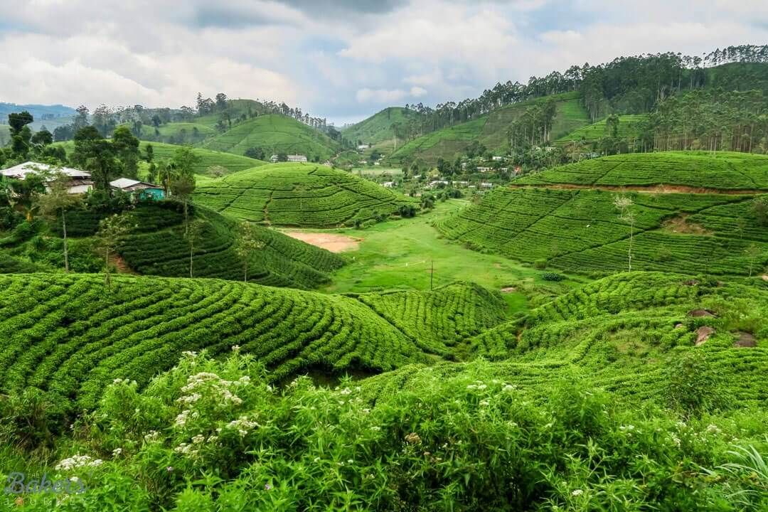 Kandy mountains are home to tea plantations and biodiverse rainforest