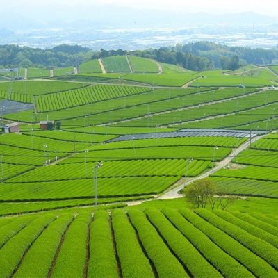 Tea Plantation