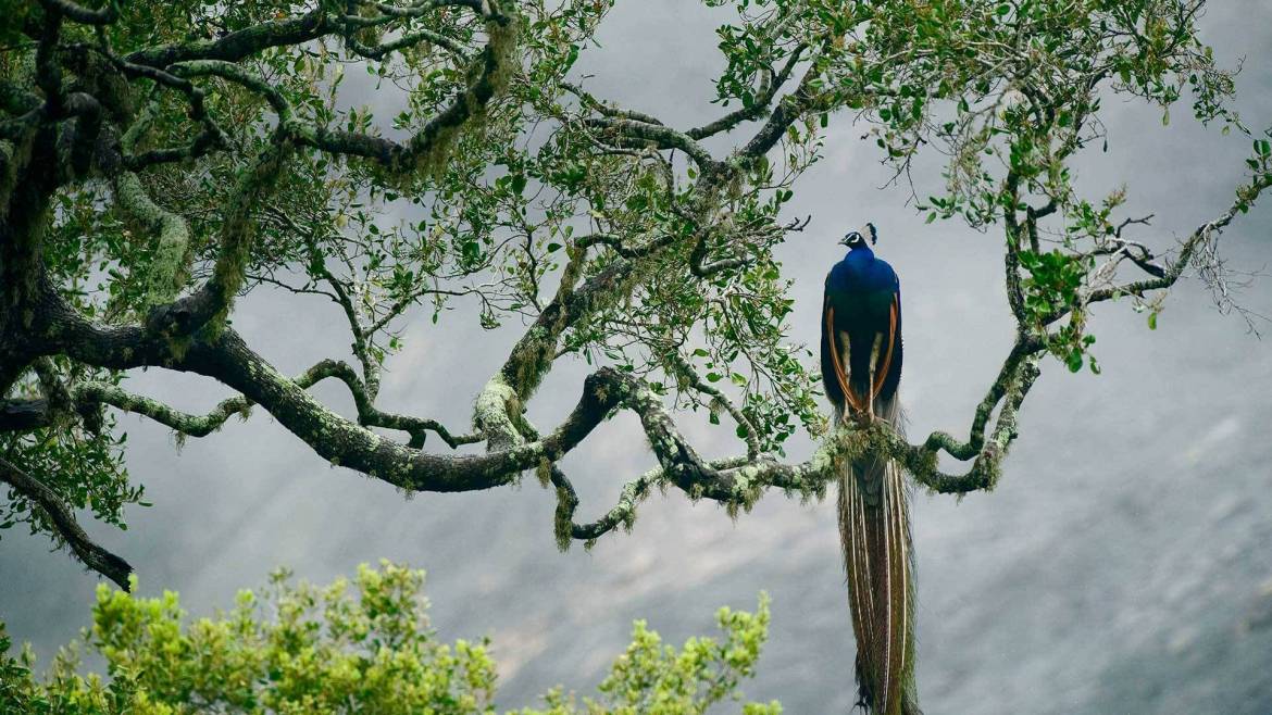 YalaNPPeafowl-1.jpg